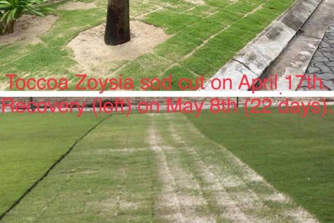 Fast-Growing Toccoa™ Zoysiagrass